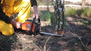 How Our Tree Care Process Works  in  North Miami, FL