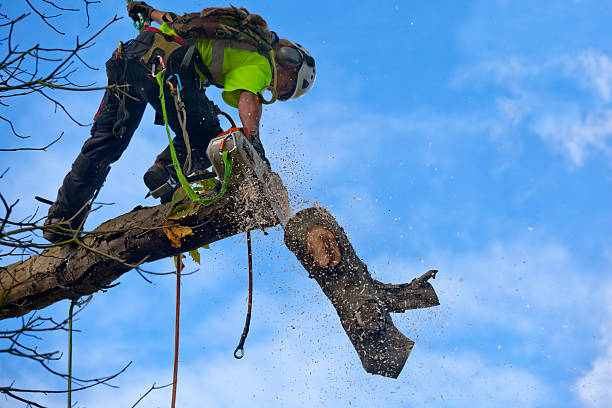 Mulching Services in North Miami, FL